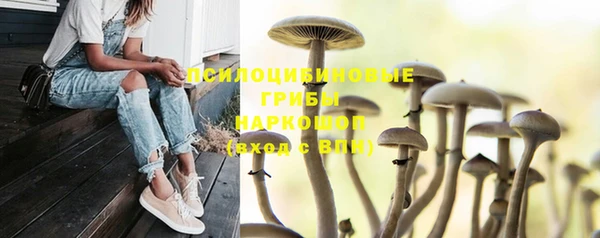 прущие грибы Алексеевка