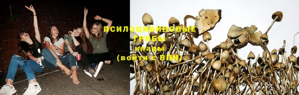 прущие грибы Алексеевка